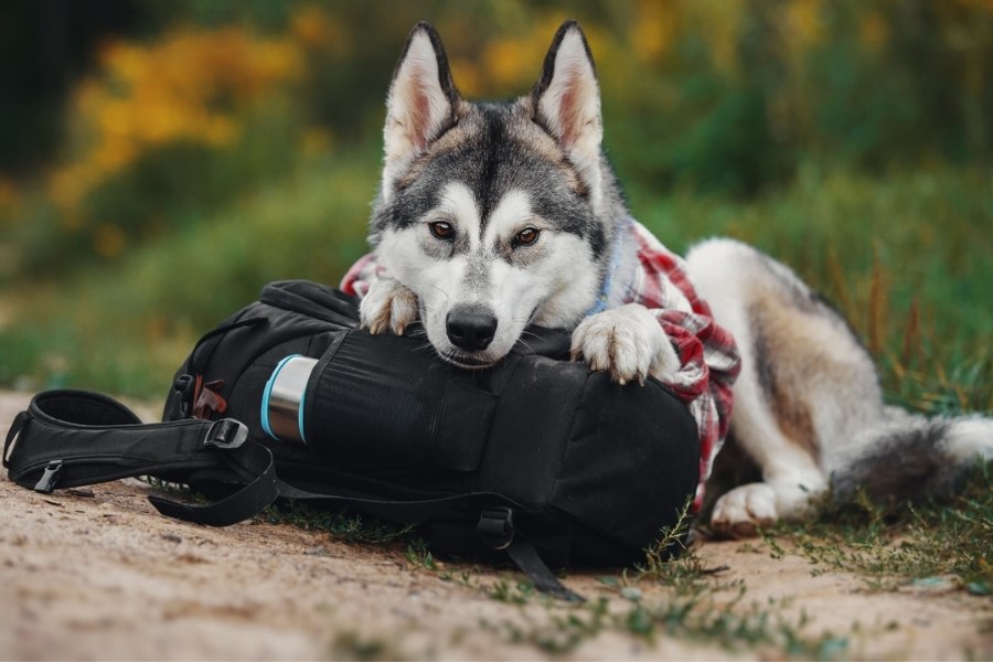 Qué llevar el la mochila para hacer el Camino con perro