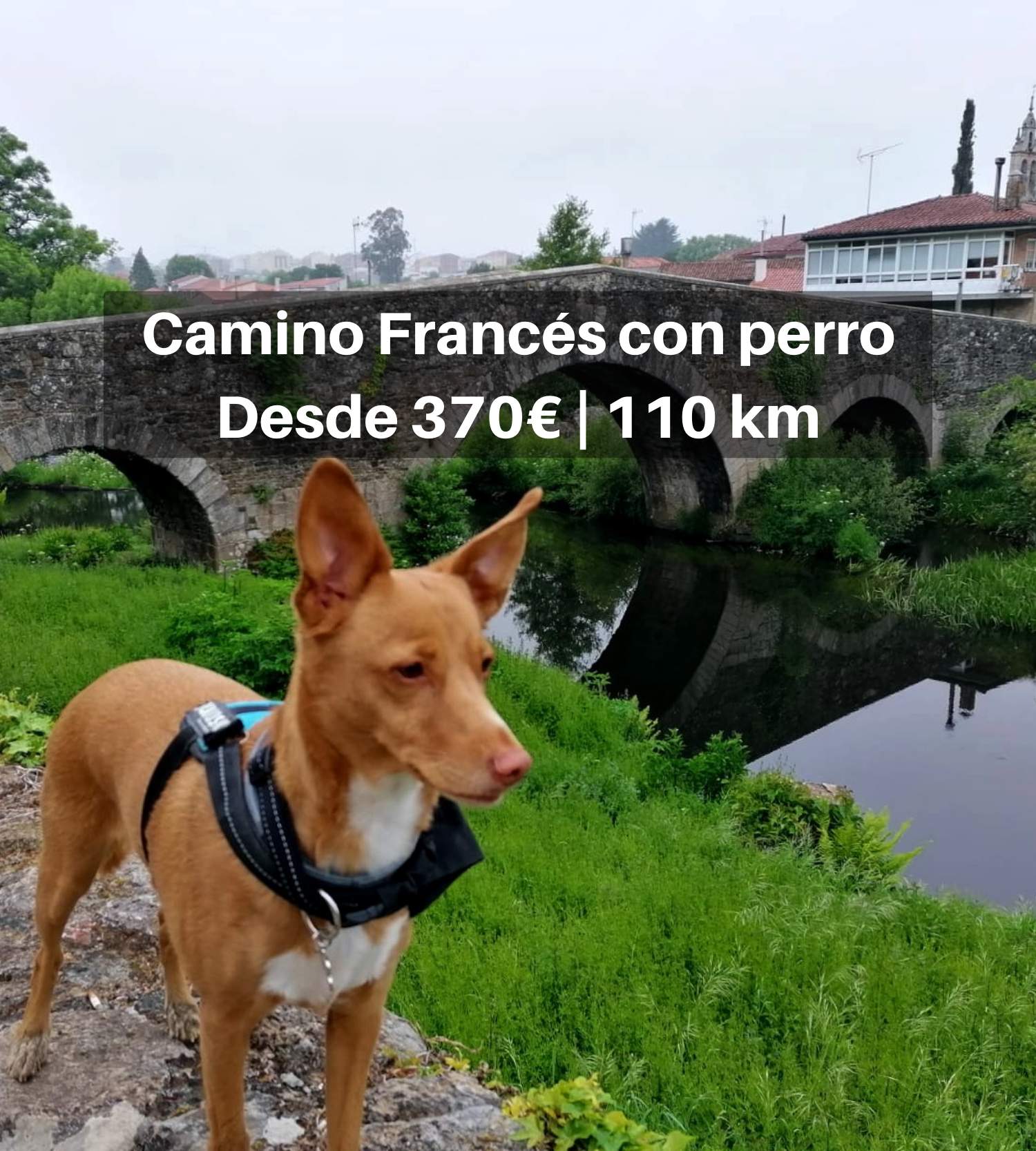 El Camino De Santiago Con Perro | Camino De Santiago Con Perro